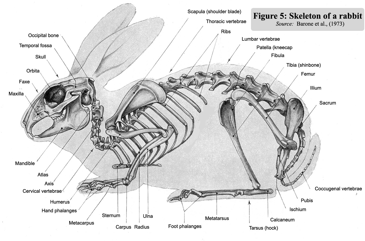 Cuniculture: Rabbit Biology - Skeleton Mucle