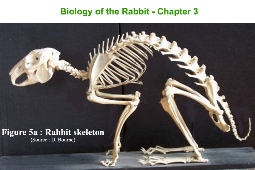 Cuniculture: Rabbit Biology - Skeleton Mucle