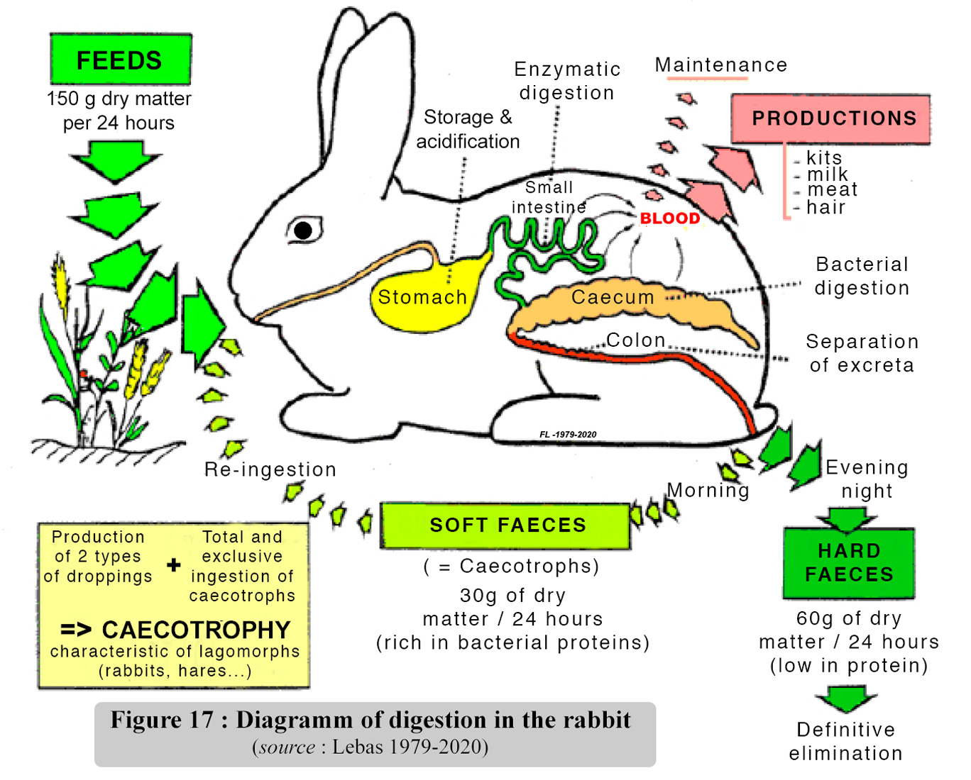 Cuniculture: Rabbiot's Biology - Digestion