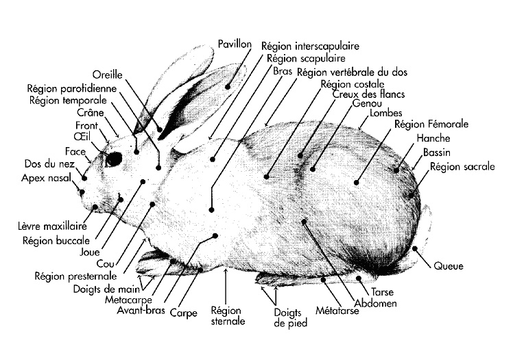 Rôle des oreilles du lapin