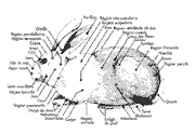 Les parties du corps du lapin