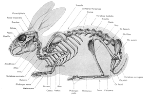 Squelette d'un lapin