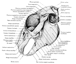 Vue latérale externe des os du crâne d'un lapin