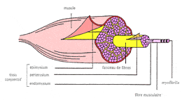 Les différentes parties d'un muscle fusiforme