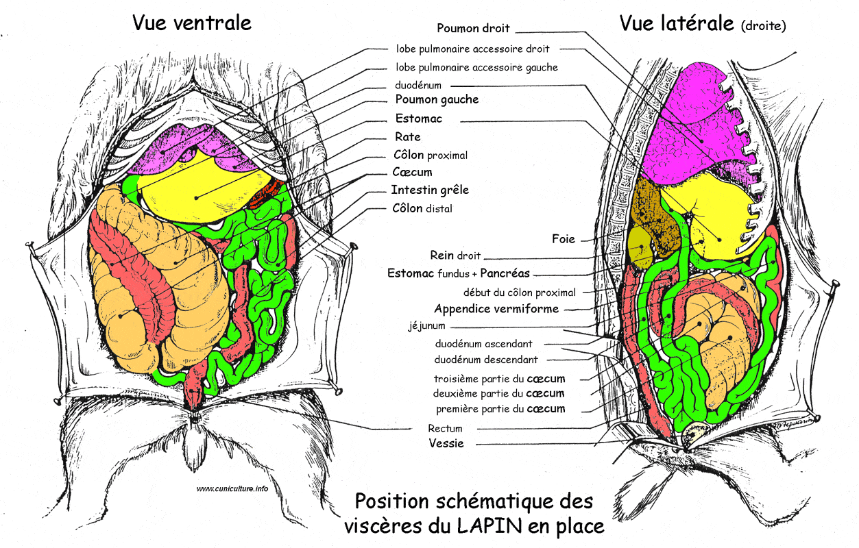 Planche Anatomique le Système Digestif