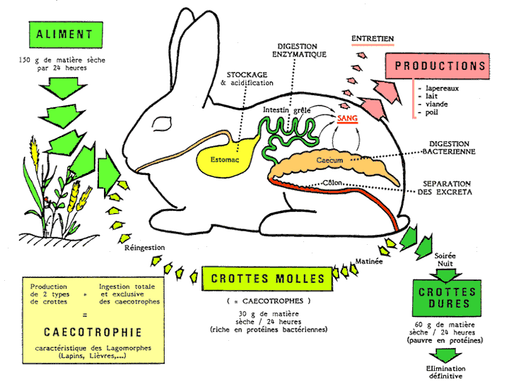 Les outils pour une présentation des aliments lapin ?