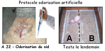 Odorisation d'un nid de lapin et test de comportement