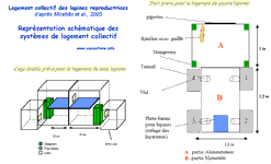 Schéma des cages pour essai d'élevage collectif des lapines reproductrices