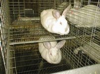 cage prévue pour 2 lapines