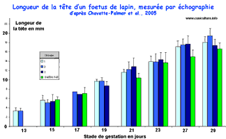 Evolution de la longueur de la tête d'un foetus de lapin