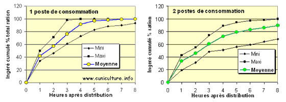 lapins rationnés : consommation heure par heure