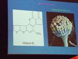 Schéma de l'aflatoxine B1