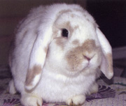 lapin nain bélier