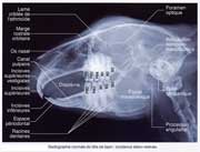 radigraphie tête de lapin