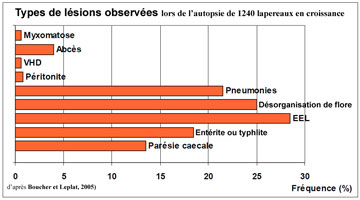 Fréquence des lésions chez le lapin en croissance