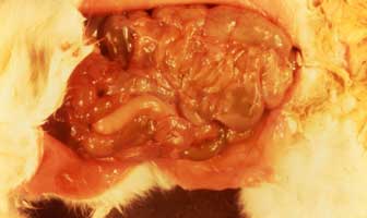 Lésionb intestinal du Lapin par Clostridiul spiroforme
