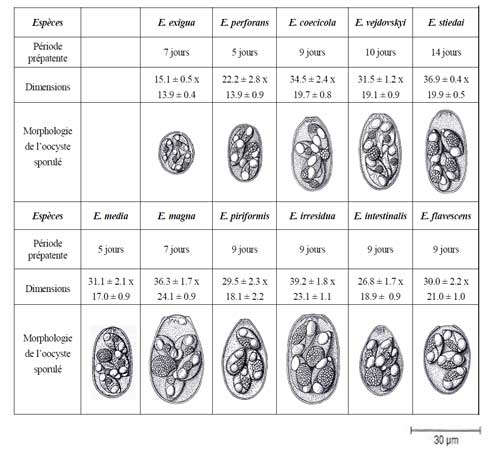 Tableau des différentes coccidies du Lapin