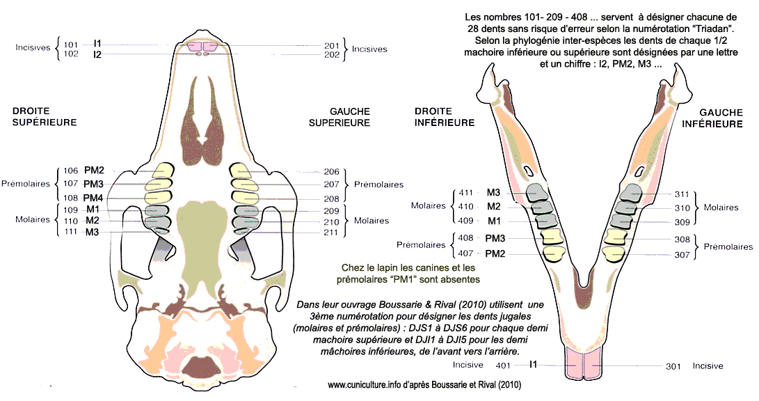 Fiche dentaire Lapin