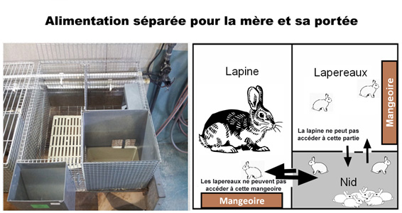 Cges mère -lapereaux