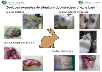 Cas de douleur chez le lapin