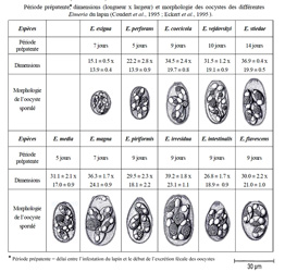 Types d'Eimeria du lapin