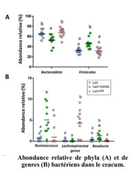 Microbiote