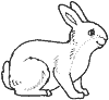 Dessin lapin rabbit coloriage 504 x 463 pixels
