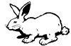 Dessin lapin rabbit coloriage 420 x 275 pixels