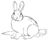 Dessin lapin rabbit coloriage 500 x 440 pixels
