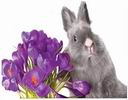 lapin Fleur - Rabbit Flower