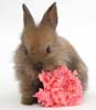 lapin Fleur - Rabbit Flower