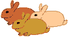 lapin rabbit 239 x 129 pixels