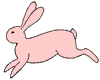 lapin rabbit 500 x 401 pixels