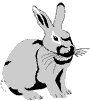 lapin rabbit 195 x 216 pixels