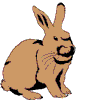 lapin rabbit 195 x 216 pixels