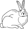 lapin rabbit 382 x 400 pixels