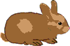 lapin rabbit 170 x 113 pixels