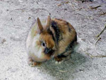 Lapin nain - Dwarf rabbit