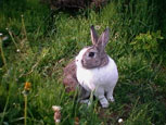 lapin sur prairie - rabbit in the meadow