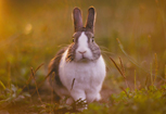 lapin sur prairie - rabbit in the meadow