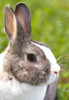 lapin sur prairie - rabbit in the meadow