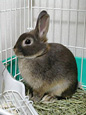 Lapin nain - Dwarf rabbit