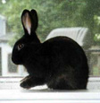 Lapin nain - Dwarf rabbit