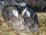 Duo de lapins - rabbit's duo