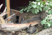 Au fond  de  la cour - rabbits in the backyard