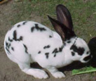 Lapin dans un parc - rabbit outside