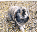 Lapin dans un parc - rabbit outside