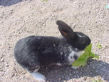 Lapin dans un parc - rabbit outside