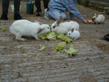 Lapin dans un parc - rabbit outside