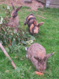 lapins sur prairie - rabbit in the meadow